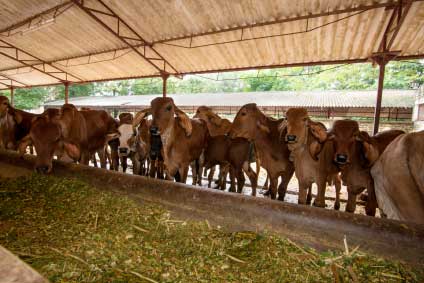गौशाला की स्थापना